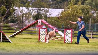 Agility canine : parcours, règles et bienfaits