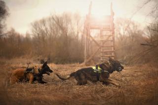 Brigade canine : fonctionnement et opérations de terrain