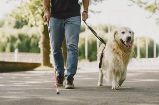 Chien d’assistance : aide au quotidien et cadre légal