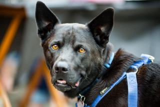 Chien détecteur de stupéfiants : formation et déploiement