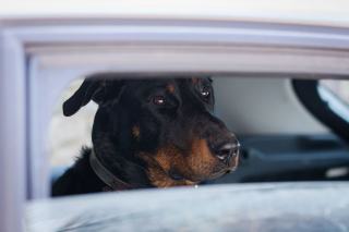 Chien douanier : détection et lutte contre les trafics