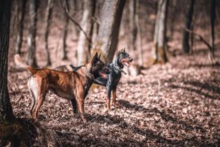 Chien de garde : sélection, éducation et responsabilités