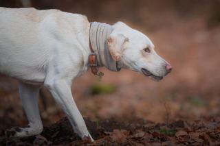 Chien pisteur : techniques de recherche et suivi de trace