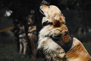 Recherche de personne disparue avec chien : protocoles