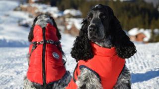 Chien d’avalanche : sauvetage en montagne et formation