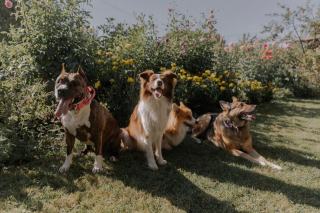 Comportementaliste canin : métier, méthodes et tarifs
