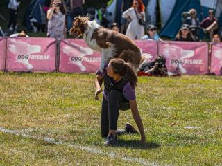 Ring canin : compétition de haut niveau pour chien de sport