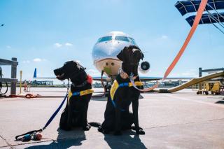 Détection canine d’explosifs : fiabilité et protocoles