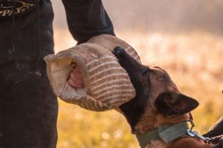 Dressage au mordant : réglementation et pratique encadrée