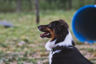 Dressage à l’obéissance canine : bases et progression