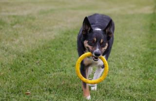 Éducation positive du chien : méthodes et résultats