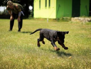 Devenir éleveur canin : formation, diplômes et installation