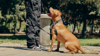 Maître-chien de sécurité : compétences et quotidien