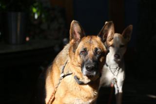 Conducteur cynophile et son chien lors d'une intervention Chien de sécurité tenu en laisse par son conducteur pendant une ronde