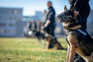 La cynotechnie au service des professionnels du chien La cynotechnie au service des professionnels du chien