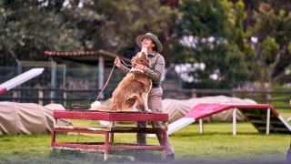 Pension canine et dressage : séjour éducatif pour votre chien