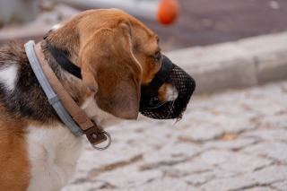 Chien catégorisé : réglementation et formalités en France