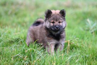Socialisation du chiot : période critique et protocole