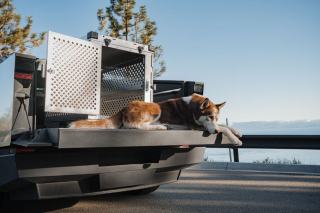 Transport d'un chien en voiture Chien assis dans le coffre d'un break, derrière une grille de séparation