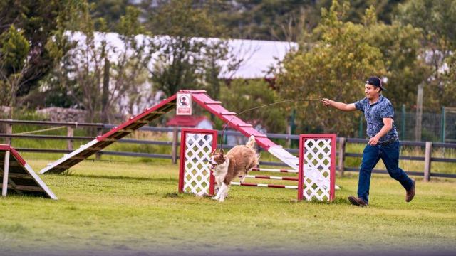 Découvrir l’agility et ses bienfaits pour le chien Découvrir l’agility et ses bienfaits pour le chien