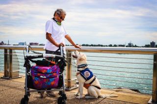 Chien d'alerte diabète : délais, formation et dossier en France