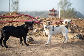 Chien détecteur de fuite, un flair contre les pertes d'eau