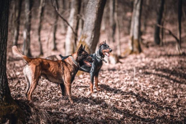 Tout savoir avant d’adopter un chien de garde Tout savoir avant d’adopter un chien de garde