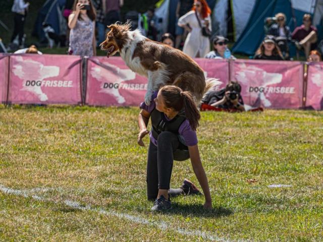 Le ring français, discipline reine du sport canin Le ring français, discipline reine du sport canin