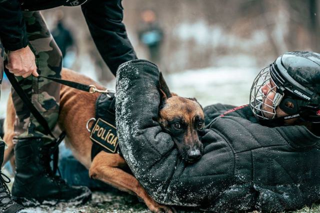 Agent cynophile et son chien en ronde de surveillance sur un site industriel